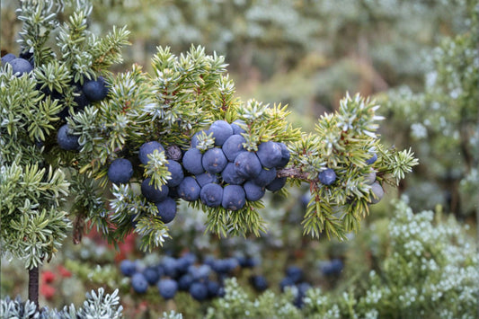 Common Juniper Seeds Juniperus communis Evergreen Shrub Seeds Ornamental Garden Planting 25 Seeds