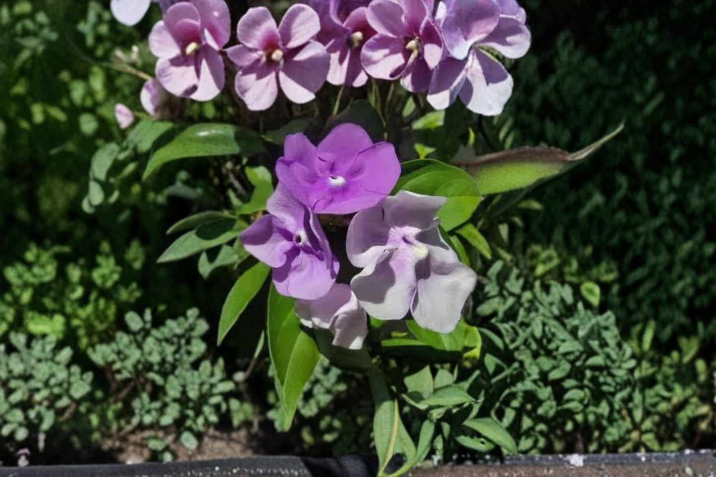 Yesterday, Today and Tomorrow Brunfelsia Live Plant – 4" Pot – Brunfelsia pauciflora