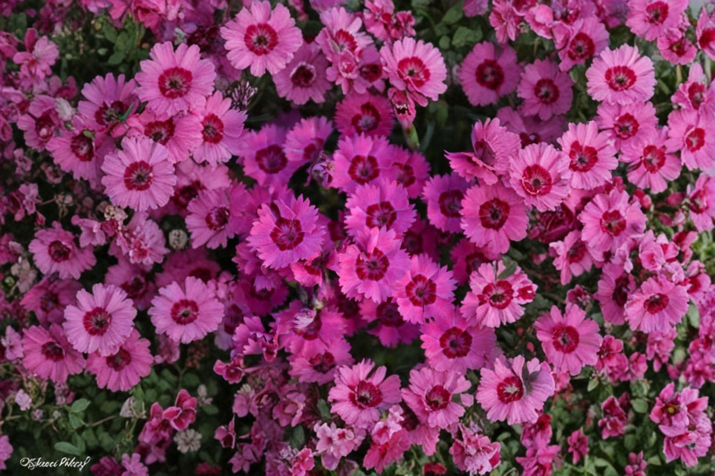 Paint the Town Fancy Dianthus Live Plants (Set of 2) – Dianthus Hybrid