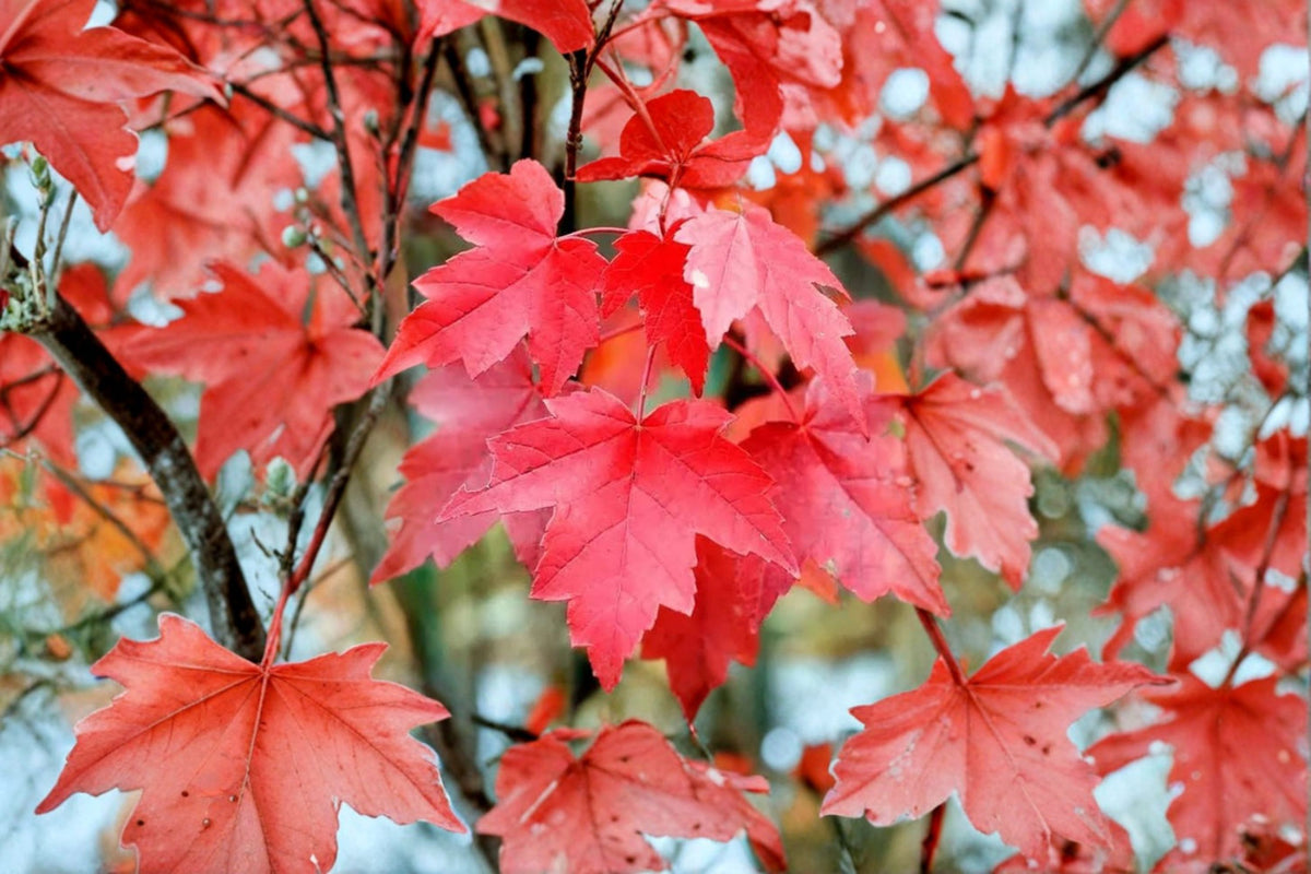 Brandywine Maple Live Plant | Deciduous Shade Tree | Fall Color Maple Tree | Ornamental Maple | Quart Pot | Zones 4-8