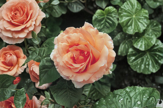 Polka Climbing Rose 3 Live Cuttings – Apricot – Fresh Rose Cuttings – Rosa