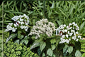 Wild Quinine Seeds Parthenium Integrifolium Native White Wildflower Perennial Garden Pollinator Meadow Plant 25 Seeds