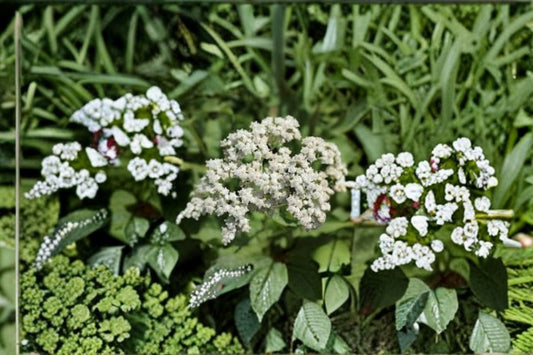 Wild Quinine Seeds Parthenium Integrifolium Native White Wildflower Perennial Garden Pollinator Meadow Plant 25 Seeds