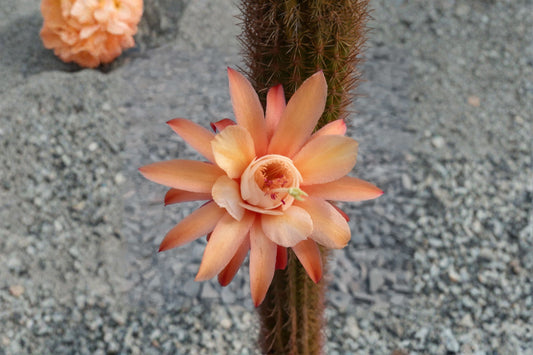 Humkes Röschen 1 Cutting – Hildewintera Hybrid Cactus