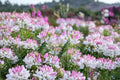 Cleome Spider Flower 1 Plant – Cleome hassleriana