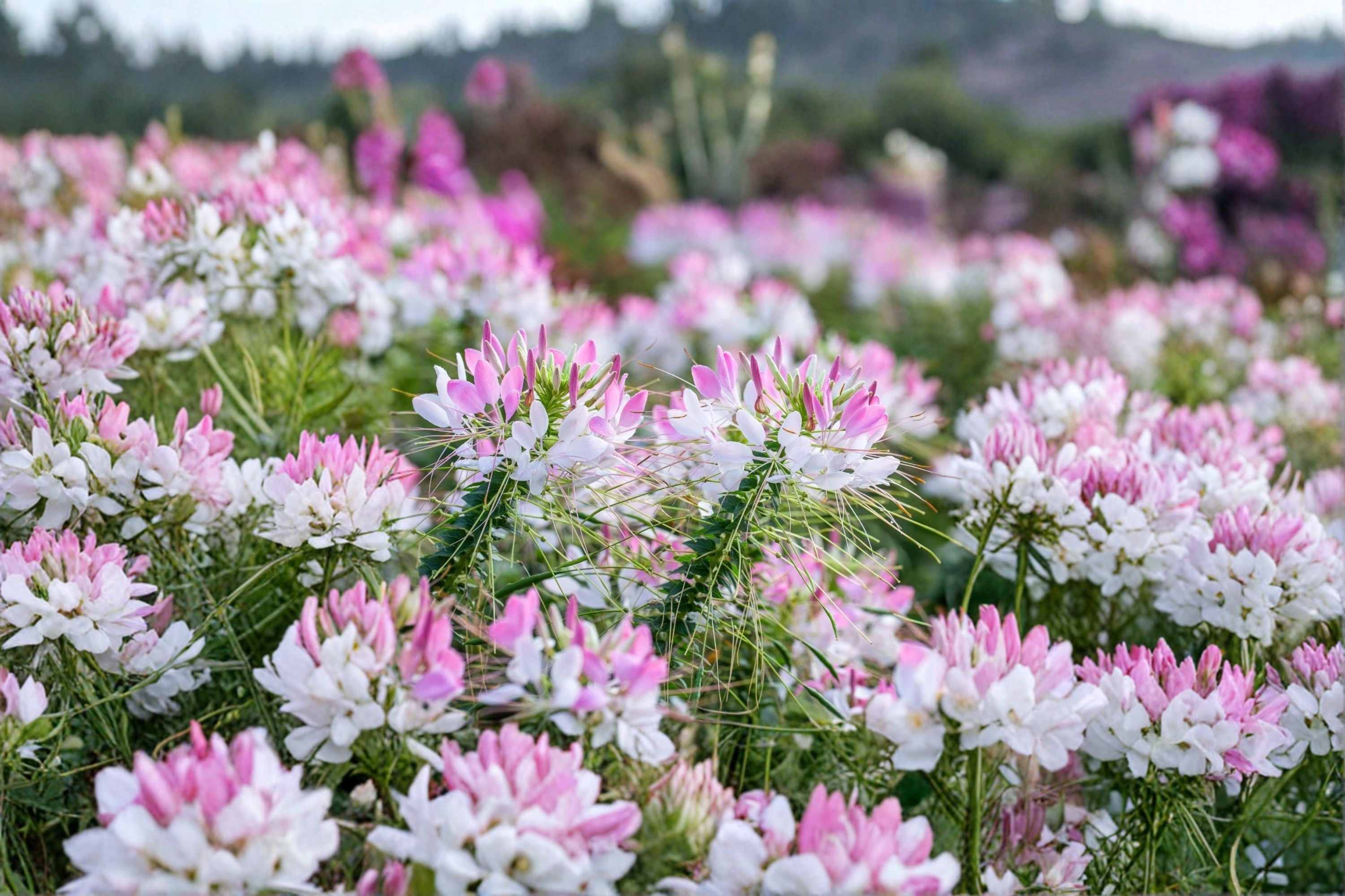 Cleome Spider Flower 1 Plant – Cleome hassleriana
