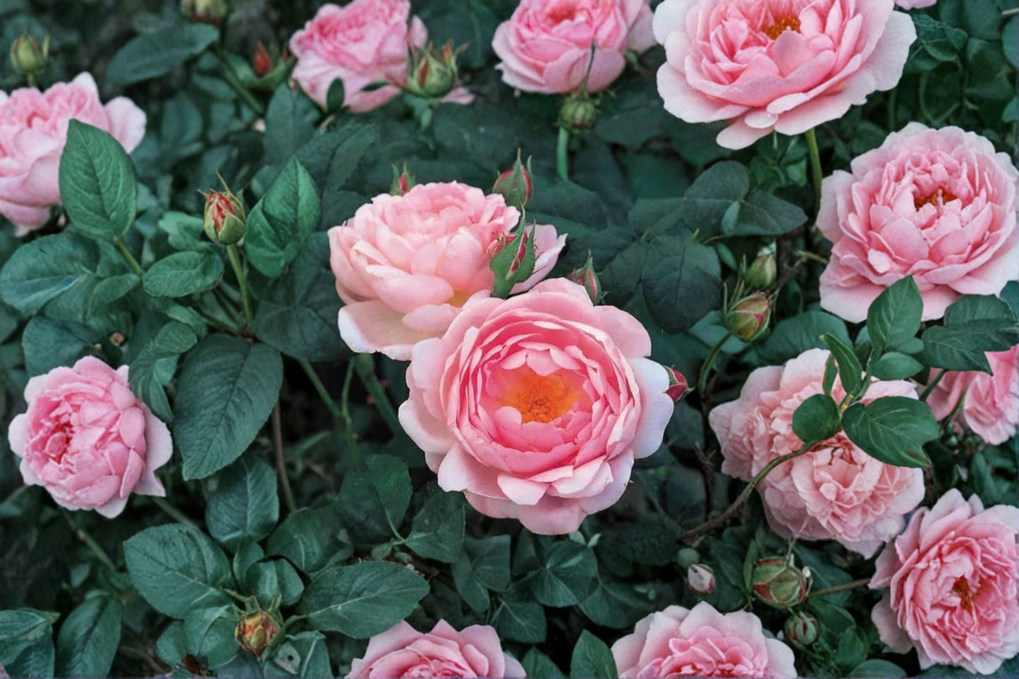 David Austin Scepter’d Isle English Shrub Rose Live Rooted Plant – 5" – Rosa 'Ausland'