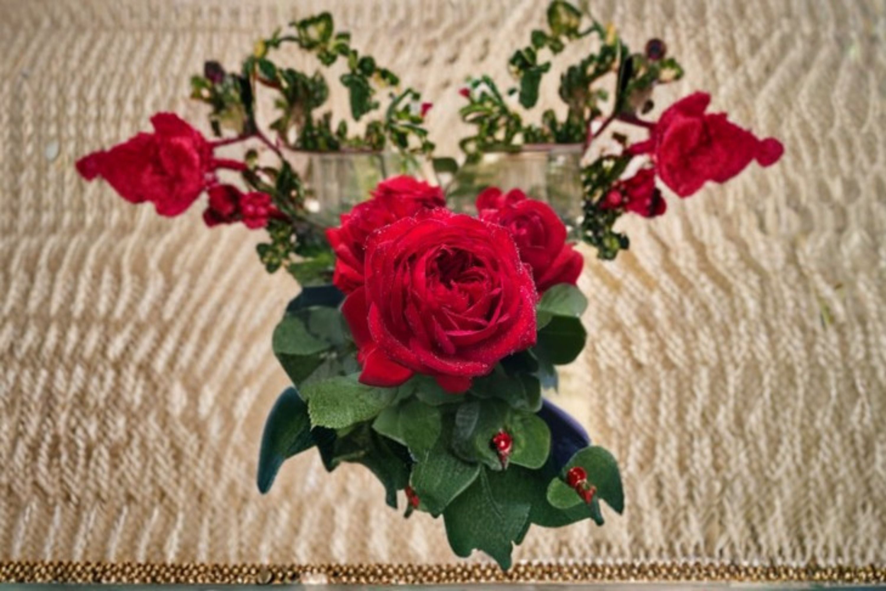 Francois Rose Live Plant – Blood Red Double Garden Rose
