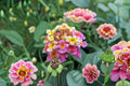 Confetti Lantana 1 Plant – Lantana camara ‘Confetti’