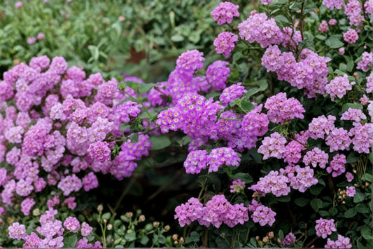 Trailing Lavender Lantana Live Plant – Lantana montevidensis – No Pot