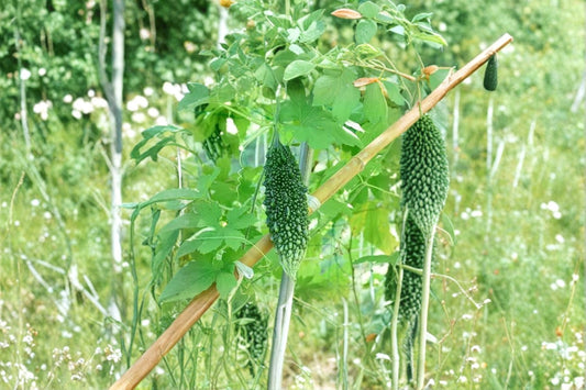 Green Bitter Melon Live Plant – 8" Tall – 4" Pot – Momordica charantia