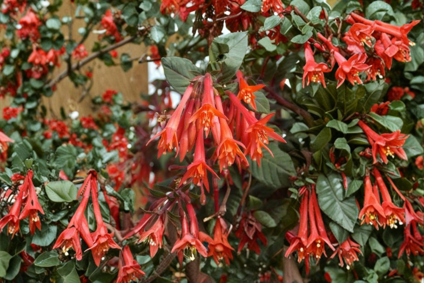 Gartenmeister Fuchsia Live Plant – 6–12" Tall – 5" Pot – Coral-Orange Flowers – Fuchsia 'Gartenmeister Bonstedt'