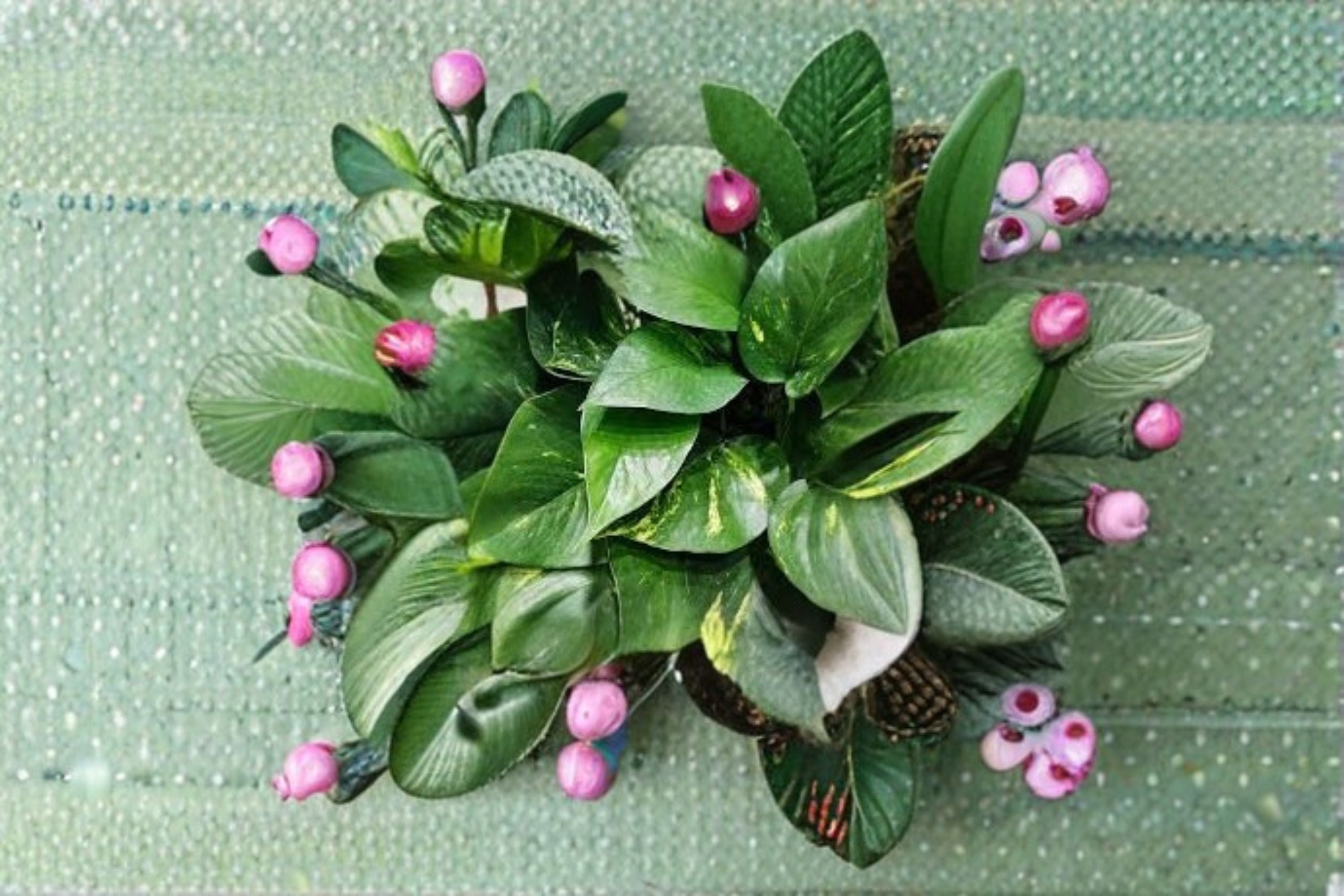Golden Pothos 1 Rooted Cutting – Epipremnum aureum Devil's Ivy