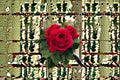 Francois Rabelais Rose Own Root Live Plant – Crimson Red Garden Rose
