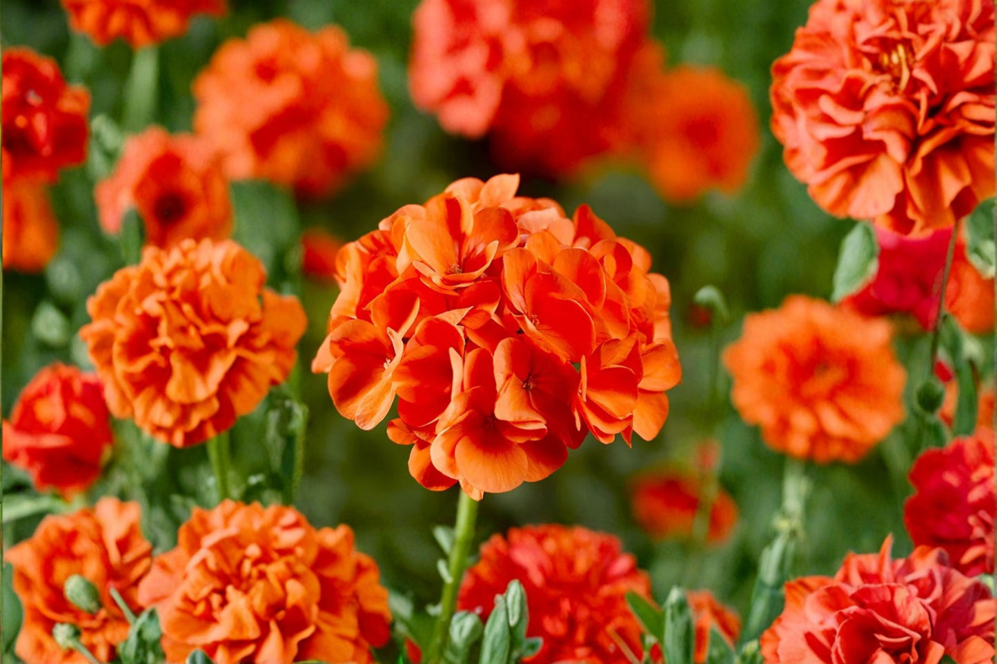 Orange Zonal Geranium Cuttings (5 Pack, 6 Inches) – Pelargonium × hortorum