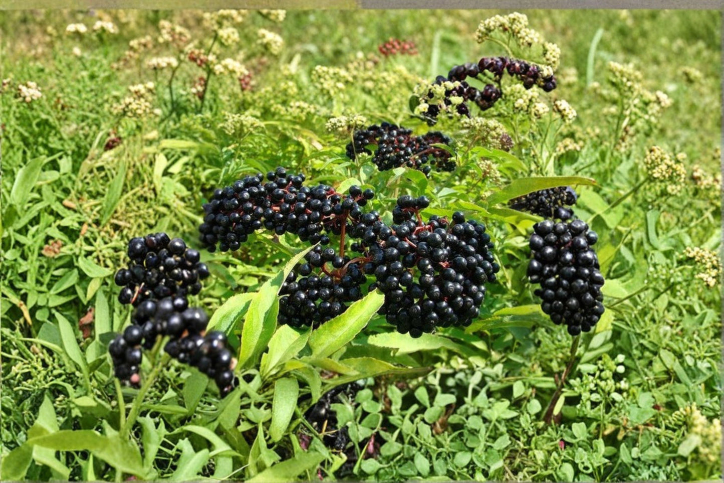 American Elderberry Live Plant – Well Rooted – Sambucus canadensis
