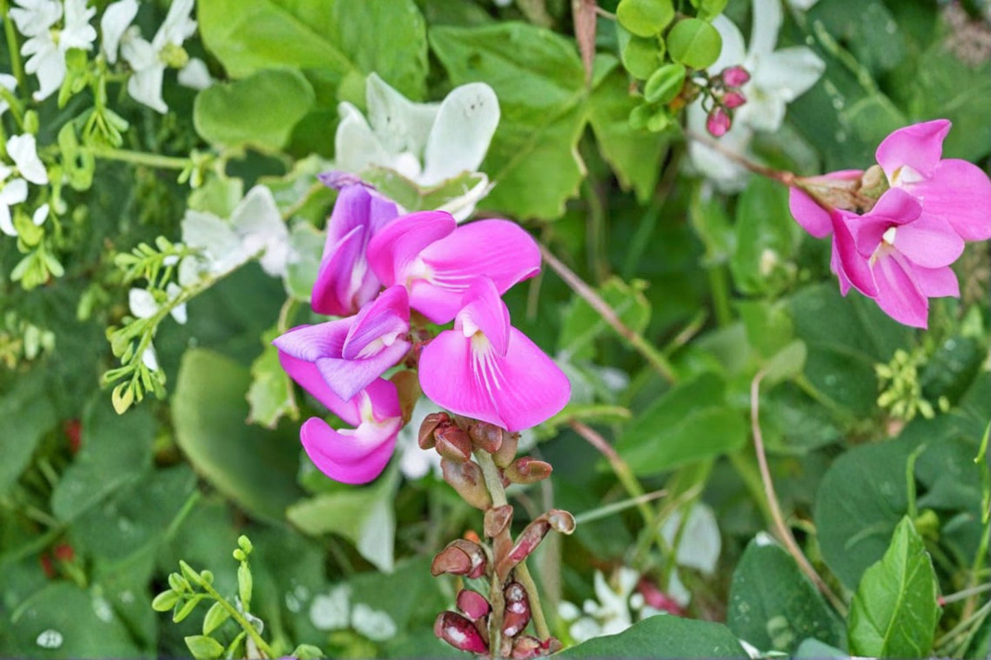 Beach Bay Bean Live Rooted Plant – Florida Native Vine – Canavalia rosea