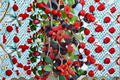Red Mulberry 2 Plants – Morus rubra