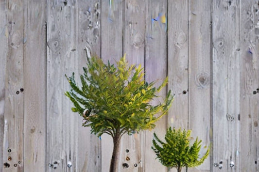 Gulf Stream Heavenly Bamboo 1 Plant – Nandina domestica ‘Gulf Stream’