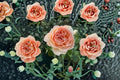 Capri Rose Live Plant – Fragrant Repeat Blooming Cut Rose