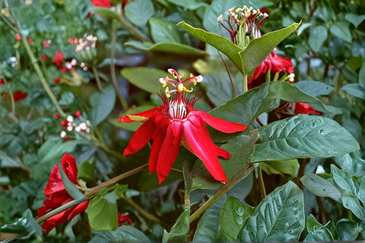 Scarlet Flame Red Passion Flower Vine 1 Live Plant – 8–12 Inches – Passiflora Hybrid