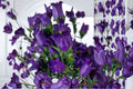 Campanula Champion II 1 Plant – Campanula medium