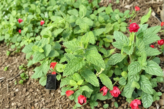 Strawberry Mint Cuttings | 6 Live Mint Cuttings | Mentha spicata Herb | Fragrant Mint Plant | Mint Propagation | Culinary Herb