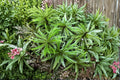 Climacium Tree Moss 1 Plant – Climacium dendroides