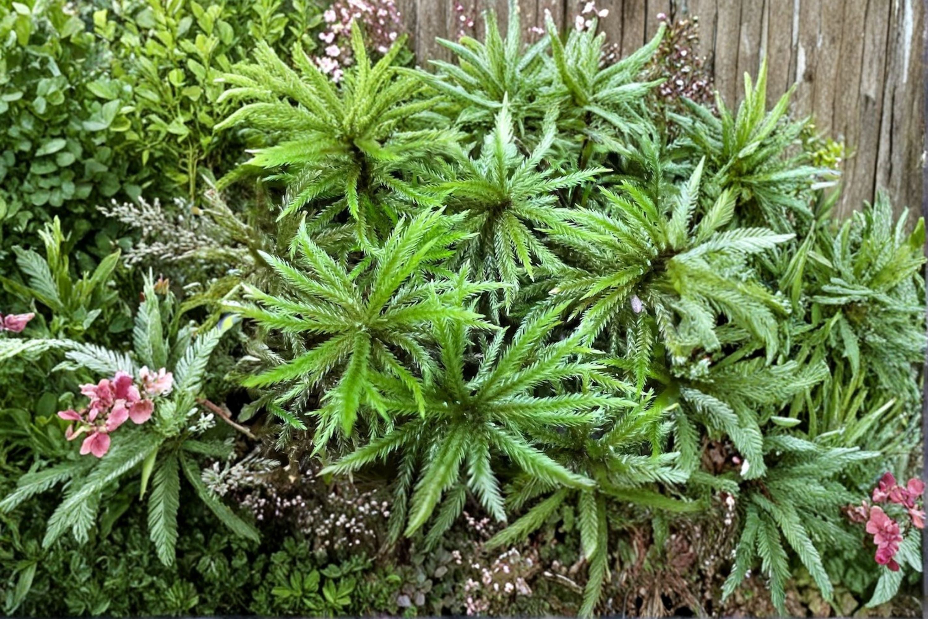 Climacium Tree Moss 1 Plant – Climacium dendroides
