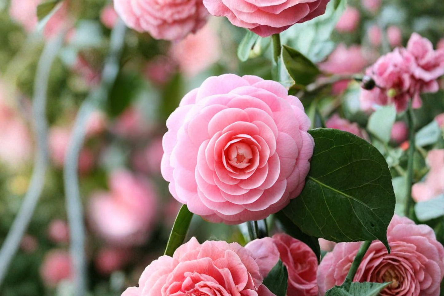 Otome Camellia Japonica Live Starter Plant – Camellia japonica 'Otome'