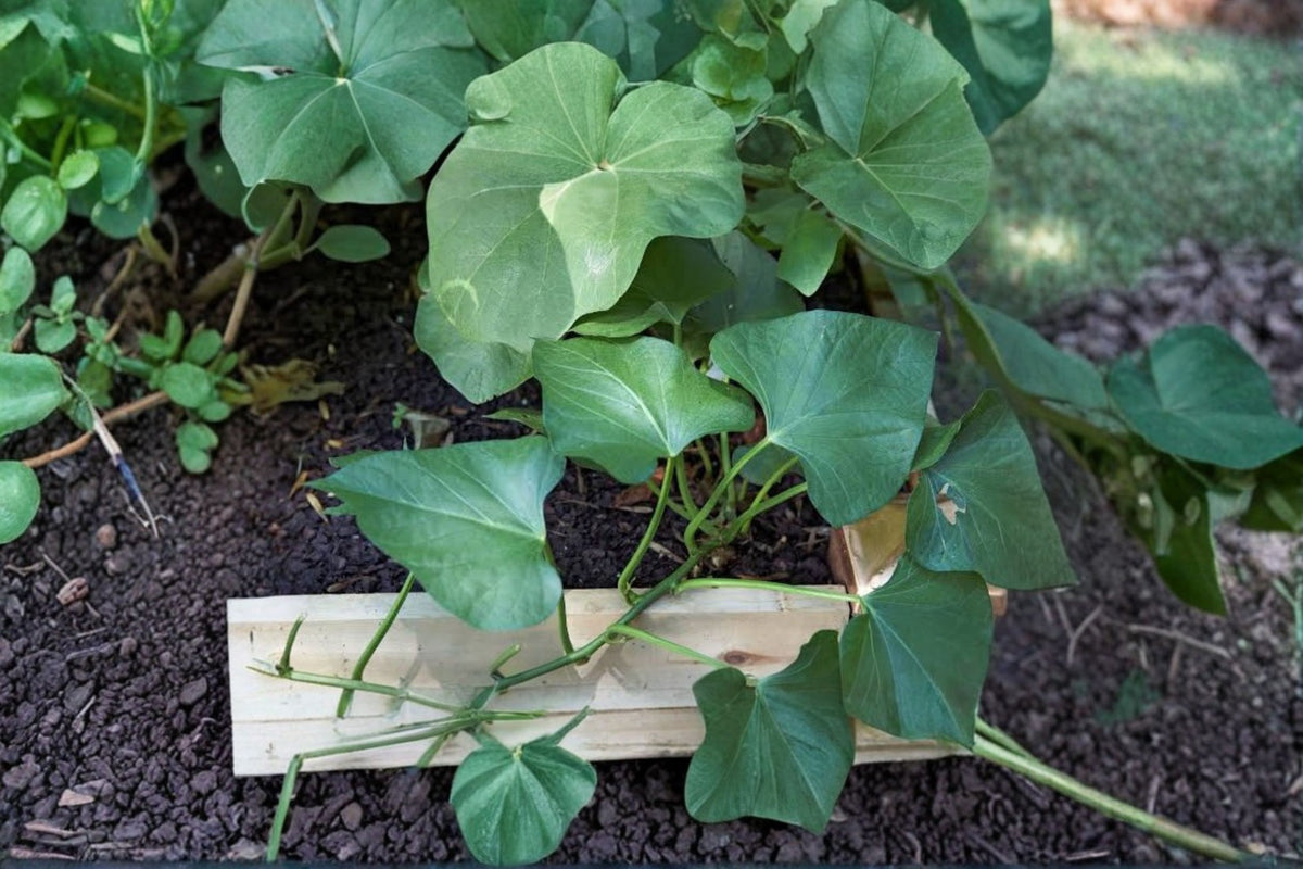 Sweet Potato Live Plant | 8 Inch Potted Plant | Sweet Potato Starter Plant | Edible Garden Plant | Vegetable Garden | Ready to Plant
