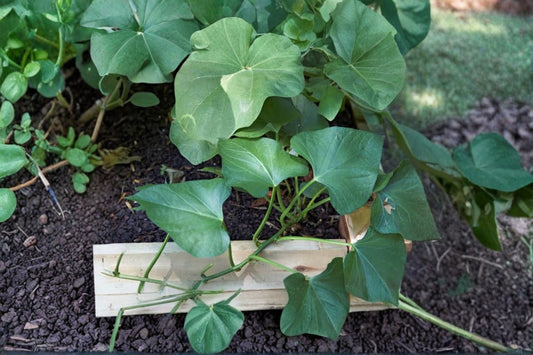Sweet Potato Live Plant | 8 Inch Potted Plant | Sweet Potato Starter Plant | Edible Garden Plant | Vegetable Garden | Ready to Plant