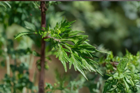 Mugwort Live Plant Clump – Edible Artemisia Herb
