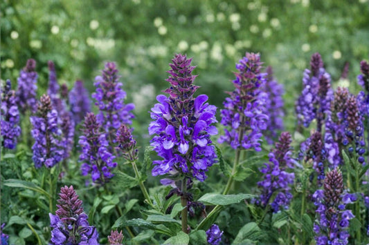 3 Live Salvia Plants | Perennial Sage Flowering Bushes | Purple Blue Blooms | 4-8 Inch Starter Plants | Pollinator Garden Plant