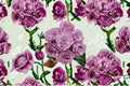 Princess Kaori Rose Live Plant – Lavender Blue Japanese Rose