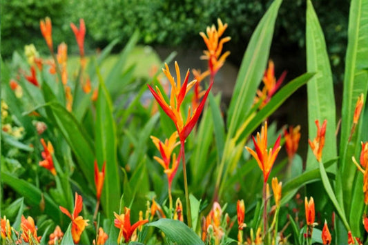 Parrot's Beak Heliconia Live Plant – Orange Rooted – Heliconia psittacorum