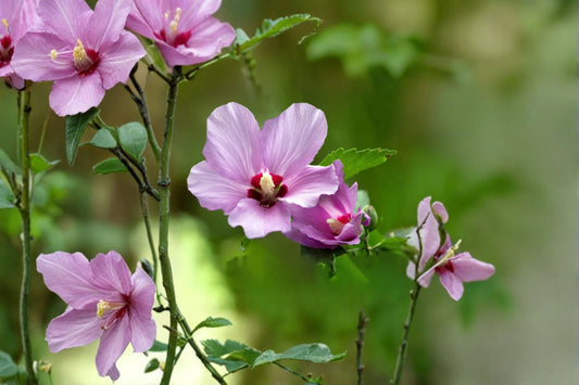 Rose of Sharon Hibiscus 1 Live Rooted Starter Plant – Hibiscus