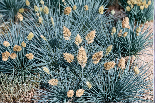 Festuca glauca 'Beyond Blue' Blue Fescue Live Plant – 4" Pot