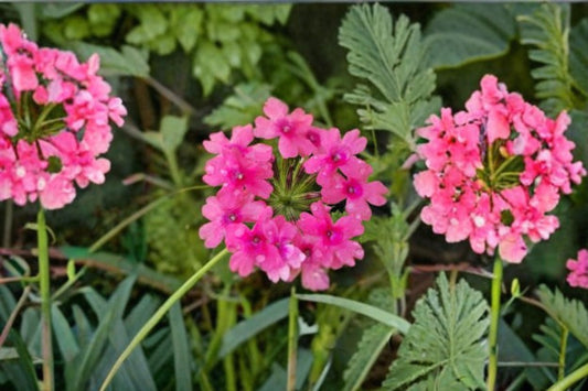 Pink Verbena Canadensis Live Plant – 4–5" Tall – No Pot – Verbena canadensis