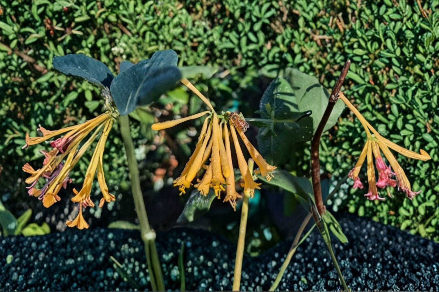 Yellow Honeysuckle 'Sulphurea' Live Plant – 1 Gallon – Lonicera sempervirens 'Sulphurea'