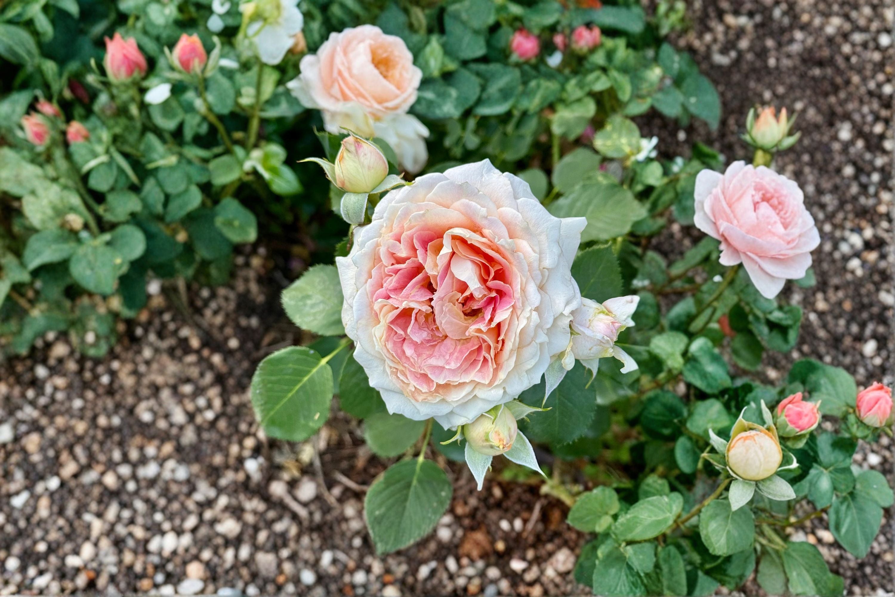 Peach Anemone Rose Own Root Live Plant – Apricot Pink Cut Rose