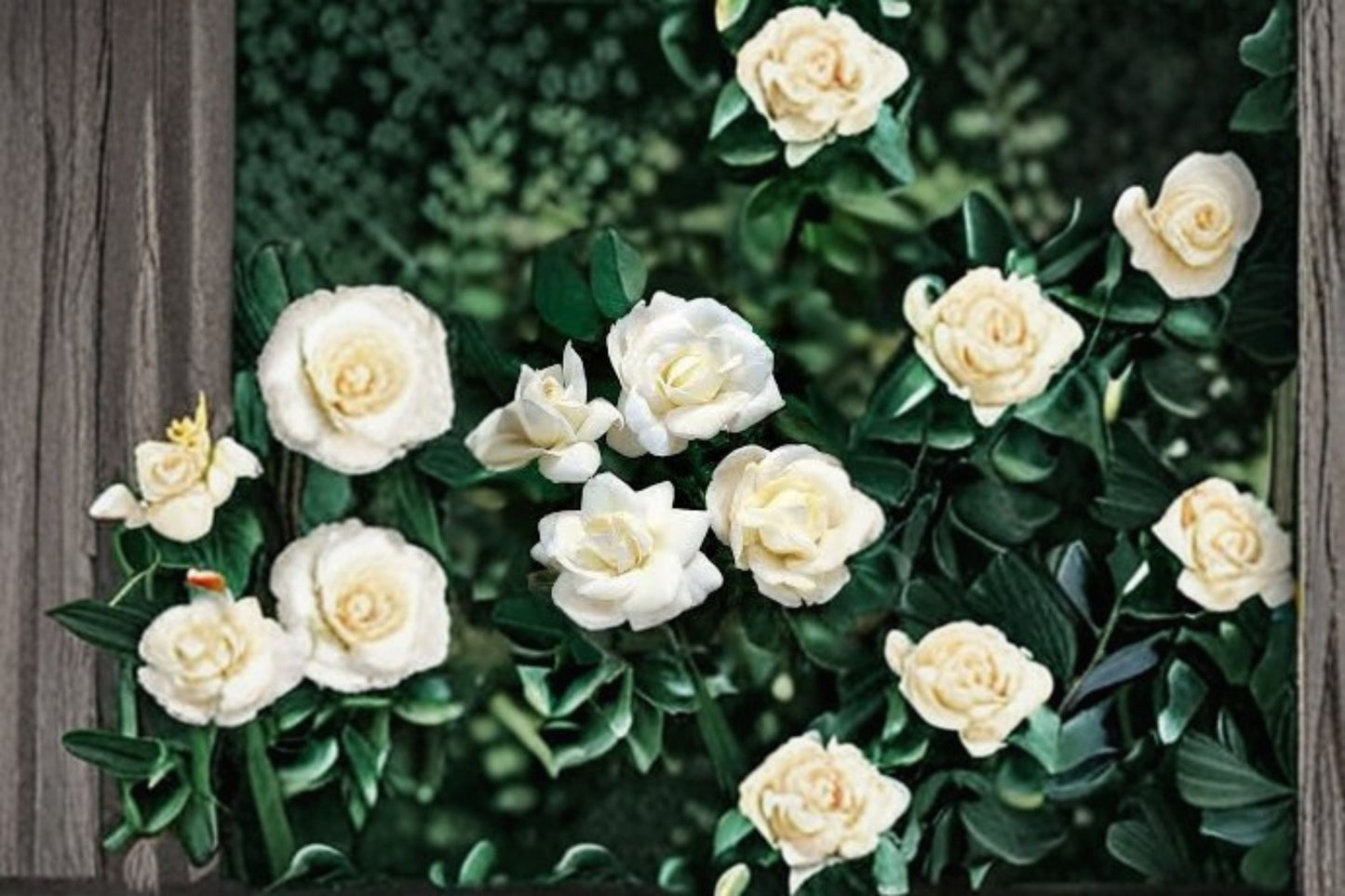 White Dawn Climbing Rose Live Starter Plant – Rosa Own Root