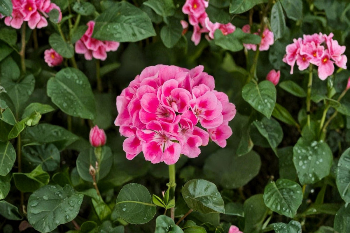 Light Pink Pink Geranium Cuttings | 2 Fresh 6 Inch Live Plant Cuttings | Pink Flower Geranium | Geranium Starter Cuttings | Flowering Plant