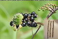 Consort Black Currant 10 Cuttings – Ribes nigrum
