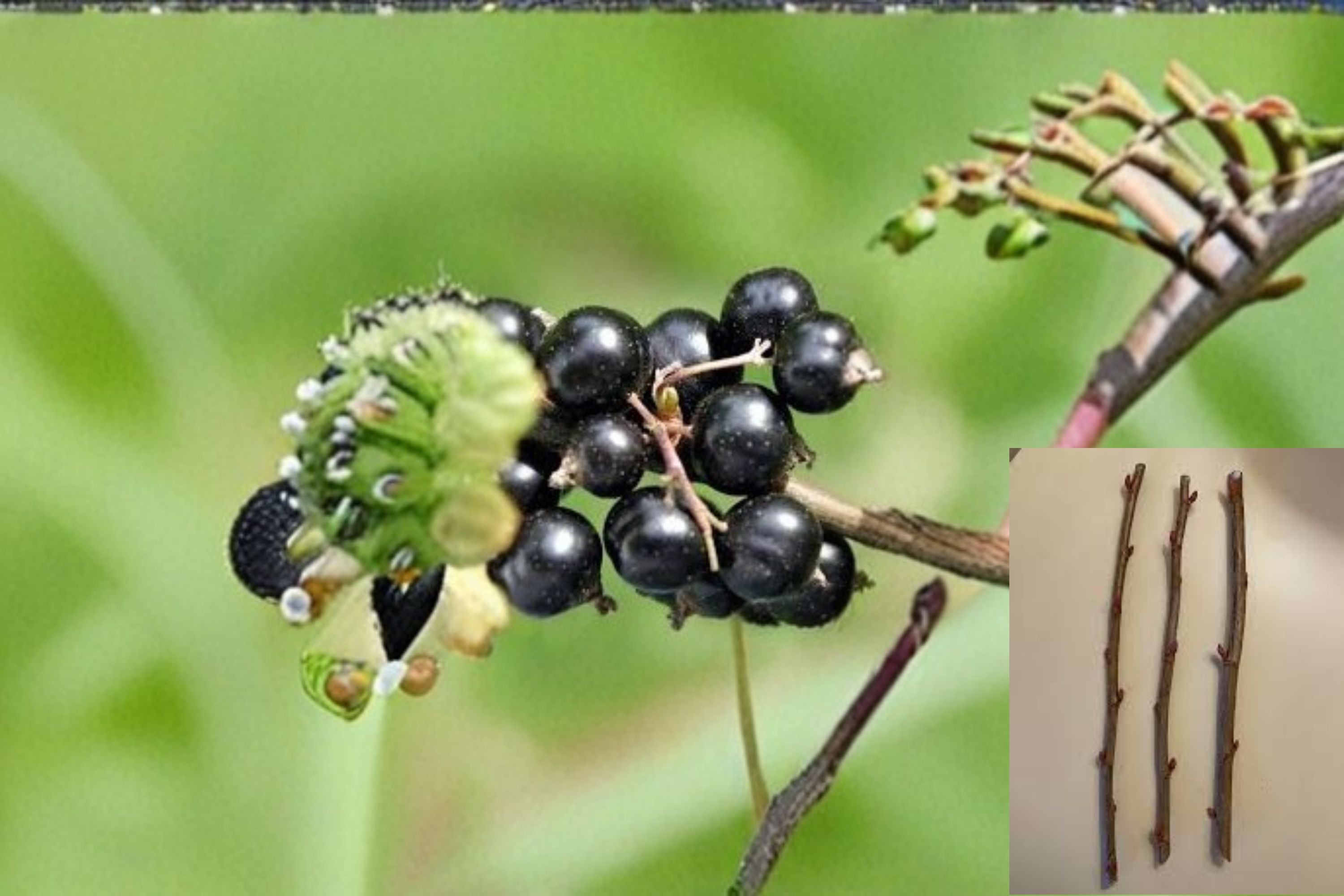 Consort Black Currant 10 Cuttings – Ribes nigrum