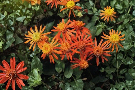 Mexican Flame Vine 3 Live Plants – 3–6" Tall – Senecio confusus – No Pot