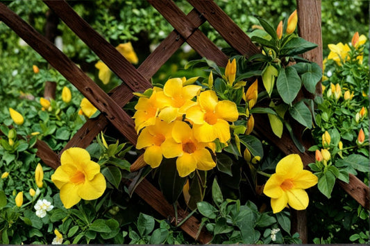 ellow Mandevilla Live Plant – 4–6" Tall – Trailing Flowering Vine – Mandevilla spp.