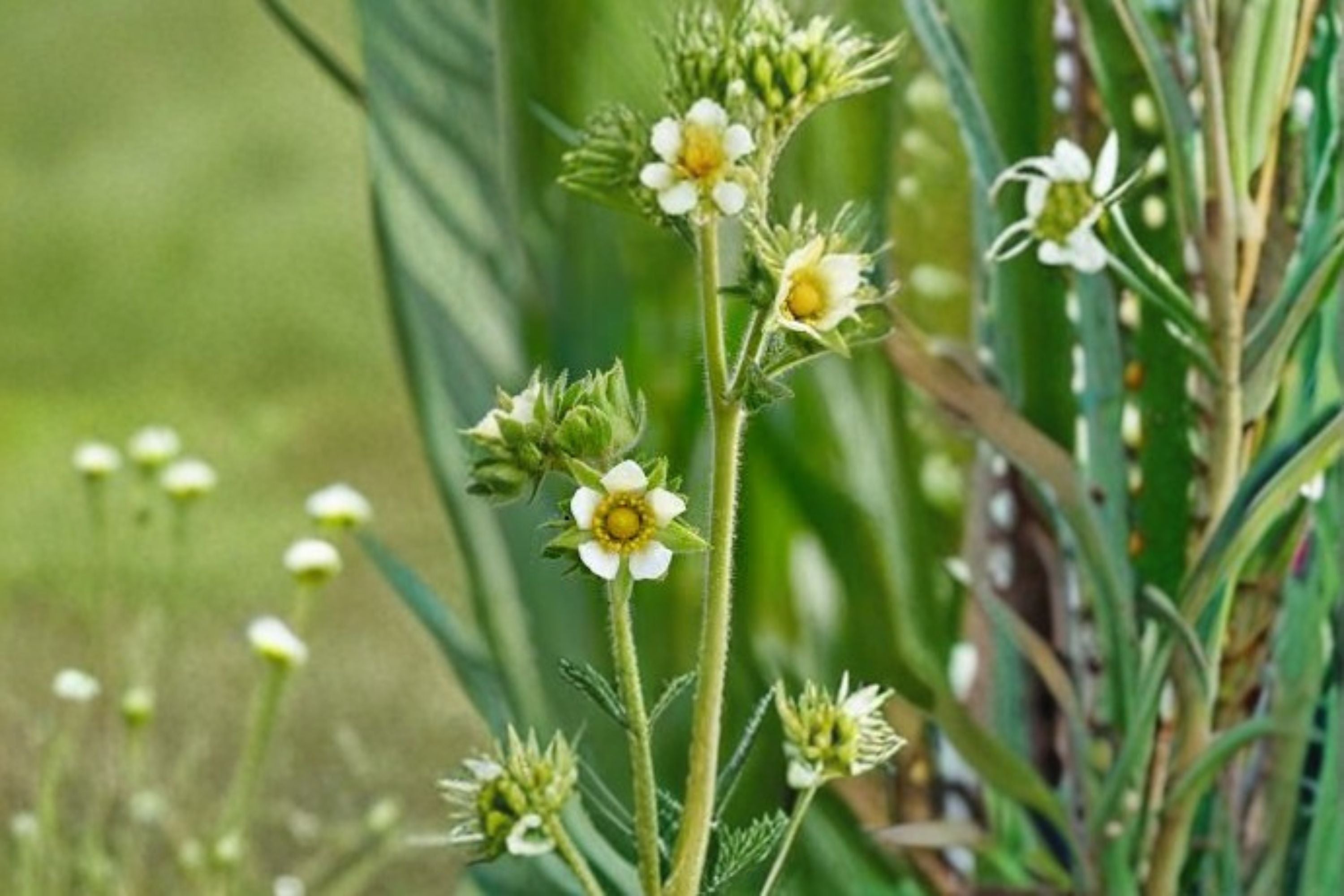 Prairie Cinquefoil Seeds Drymocallis arguta White Native Wildflower Seeds Perennial Garden Flower Planting 100 Seeds