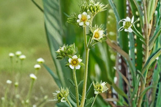 Prairie Cinquefoil Seeds Drymocallis arguta White Native Wildflower Seeds Perennial Garden Flower Planting 100 Seeds