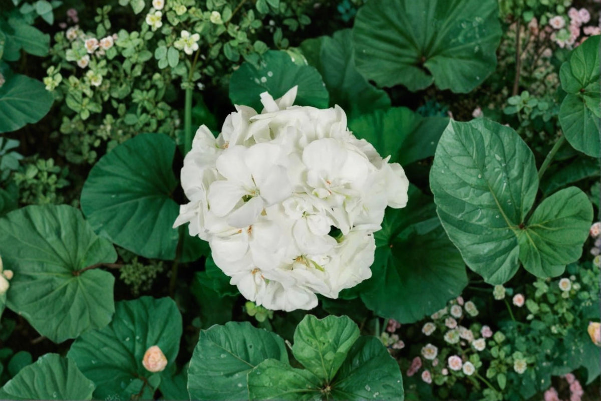 3 Double White Zonal Geranium Cuttings | Pelargonium Live Cuttings | 6 Inch Starter Cuttings | White Flower Geranium | Plant Propagation